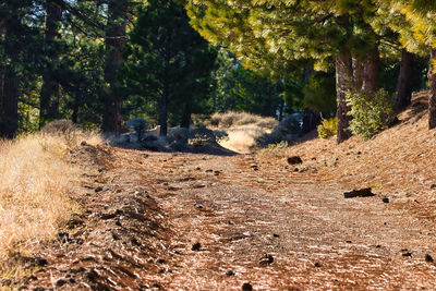 Trees on field in forest