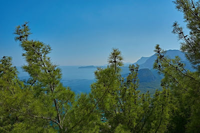 Low angle view of trees against blue sky