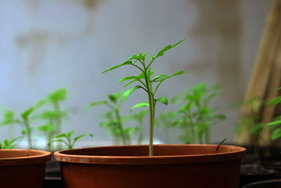 Close-up of small potted plant