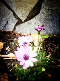 High angle view of crocus blooming outdoors