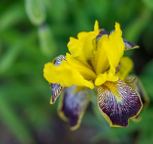 Close-up of yellow flower