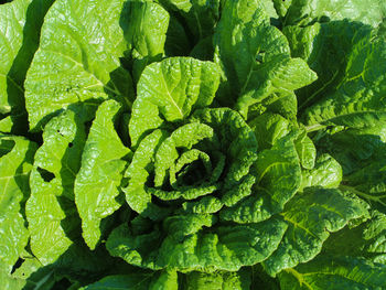 Full frame shot of green leaves