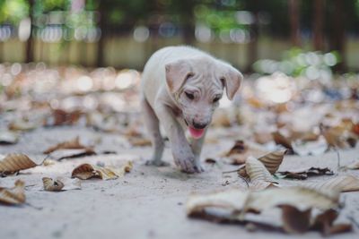 Close-up of dog outdoors