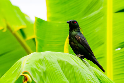 Close-up of bird perching on banana leaf