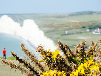Close-up of yellow flowering plants by sea against sky