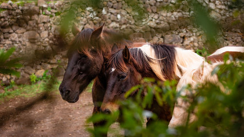 Horses on pasture, in the heard together, happy animals, portugal lusitanos