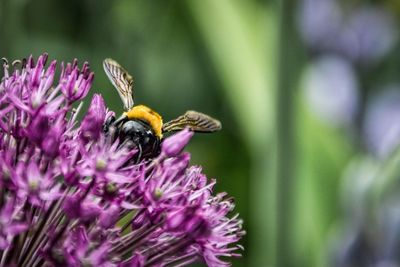 Close-up of bee pollinating on purple flower