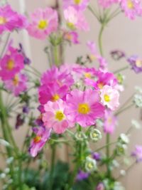 Close-up of pink flowering plants