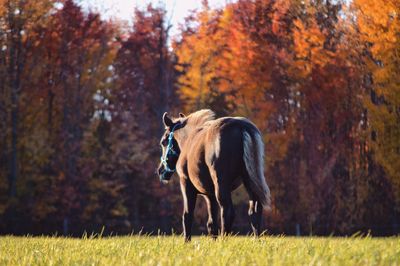 Horse standing on field during autumn