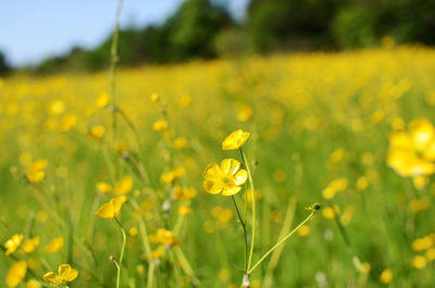 Close-up of yellow flower blooming in field