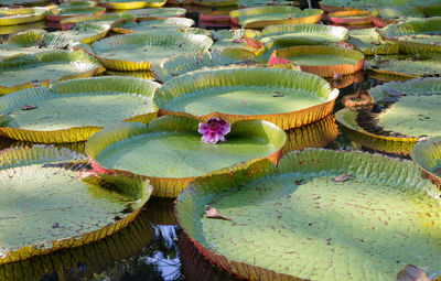 Jardin botanique sir seewoosagur