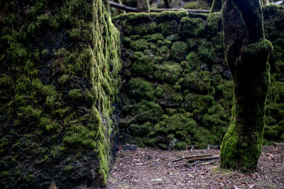 Moss growing on rocks in forest