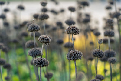 Close-up of flowering plants on field