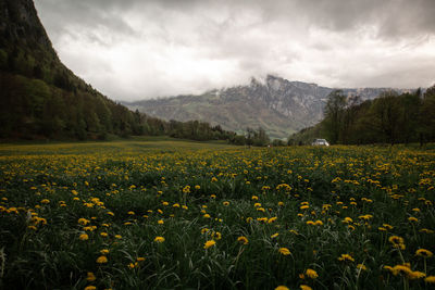 Scenic view of field against sky