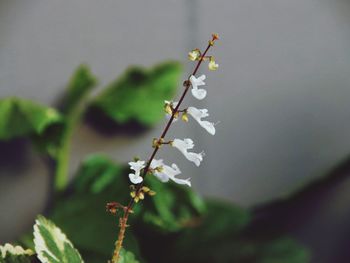 Close-up of white flowering plant