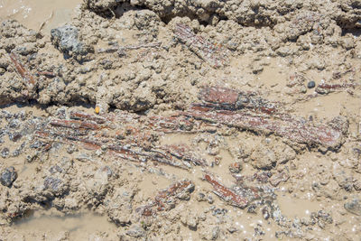 High angle view of cat on beach