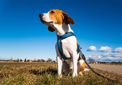 Beagle dog on rural road. sunny day landscape copy space . with dog on a walk.