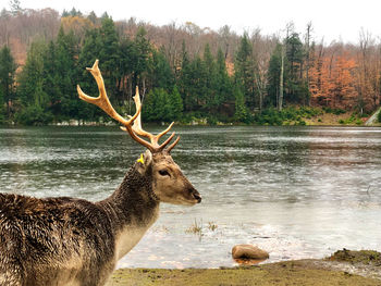 Deer standing in lake