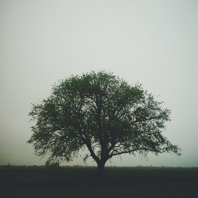 tree, tranquility, clear sky, tranquil scene, field, growth, copy space, landscape, nature, beauty in nature, grass, scenics, branch, single tree, green color, sky, grassy, foggy, outdoors