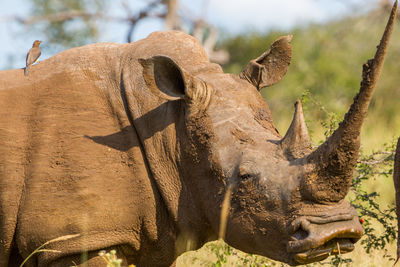 Close-up of lizard on tree
