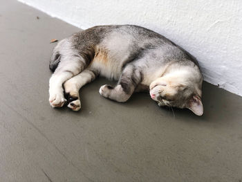 High angle view of cat sleeping