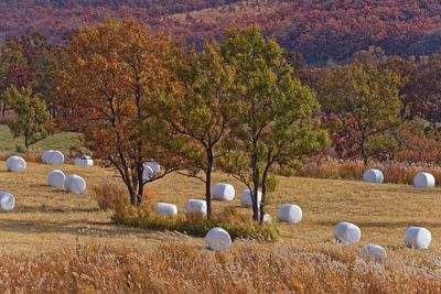 Scenic view of field against trees