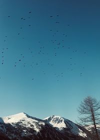 Flock of birds flying over snow covered mountain