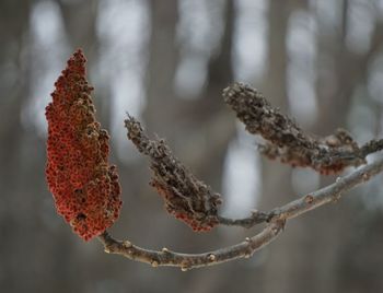 Close-up of  branch during winter