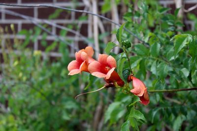 Close-up of red flower blooming on plant