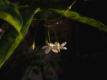 Close-up of white flowering plant
