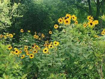 flowering plant