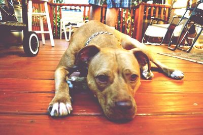 Dog lying on floor