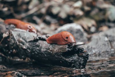 Close-up of slugs on wood