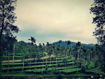 Scenic view of agricultural field against sky