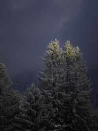 Pine trees in forest against sky during winter