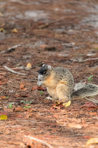 Brown fox squirrel sciurus niger eats nuts on the ground under a tree in naples, florida