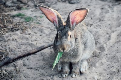 High angle view of a rabbit eating grass 