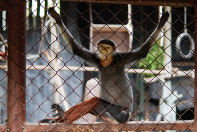 Portrait of monkey looking through fence at zoo