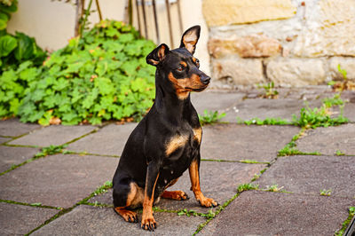 Portrait of black dog standing on cobblestone street