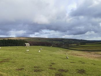 Sheep grazing in a field