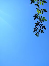 Low angle view of leaves against clear blue sky