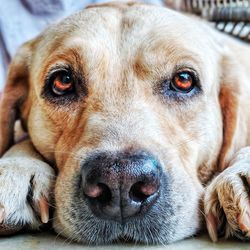 Close-up portrait of dog relaxing outdoors