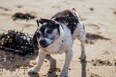 Close-up of dog shaking of water at beach