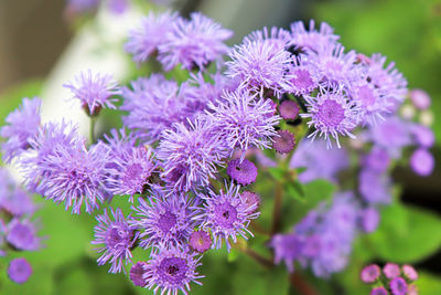 Close-up of pink flowers