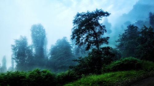 Trees in forest against sky