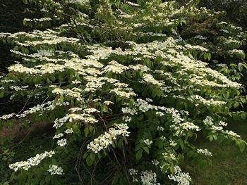 Close-up of white flowering plants