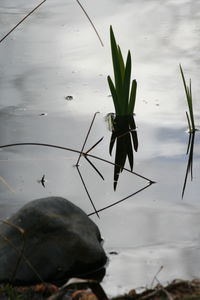 Close-up of insect on lake