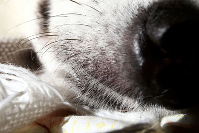 Close-up of dog sleeping