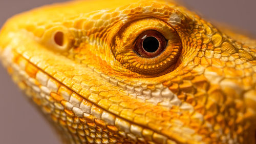 Close-up of lizard