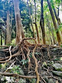 Trees in forest